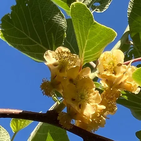 Pietrafiore Agroturismo *