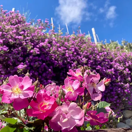 ファームステイ Pietrafiore