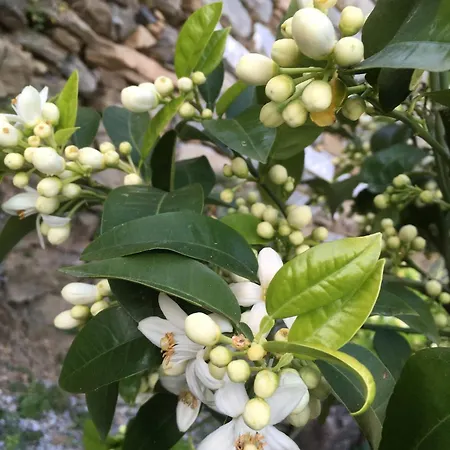 Agroturismo Pietrafiore *