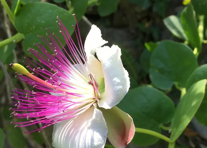 팜스테이 Pietrafiore
