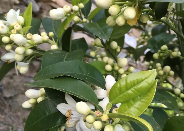 팜스테이 Pietrafiore *