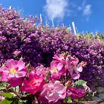 ファームステイ Pietrafiore