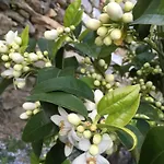 ファームステイ Pietrafiore *
