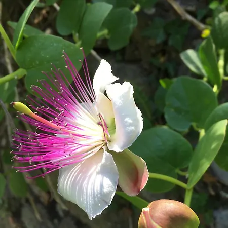 Κατάλυμα σε φάρμα Pietrafiore