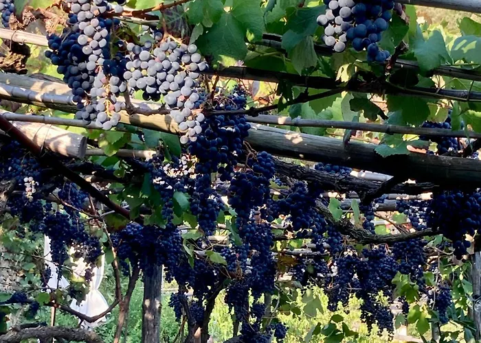 Alojamento de Turismo Rural Pietrafiore